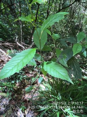 臺灣山桂花