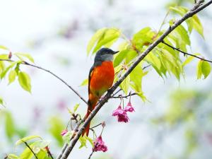 灰喉山椒鳥