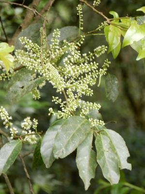 小花鼠刺