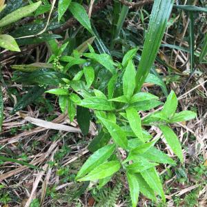 華八仙(華南分布)