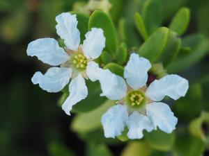 水芫花