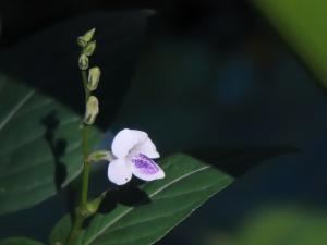 小花寬葉馬偕花