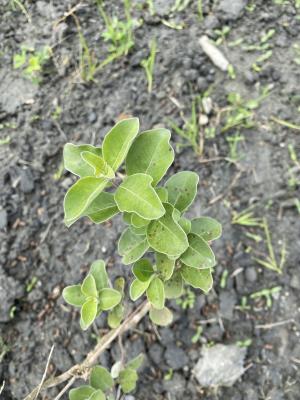 單葉蔓荊  白背蔓荊 蔓荊子