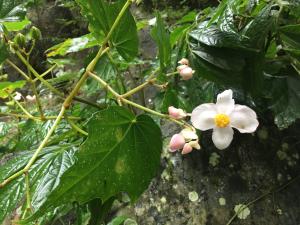 水鴨腳秋海棠