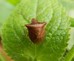 #1106 輝椿象 Carbula crassiventris