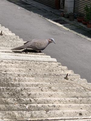 珠頸斑鳩