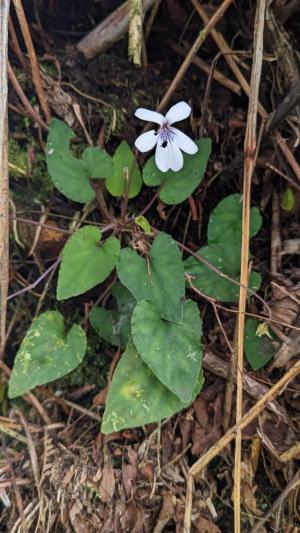 台灣菫菜