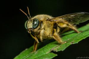 Xylocopa collaris_001.jpg