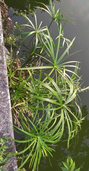 風車草