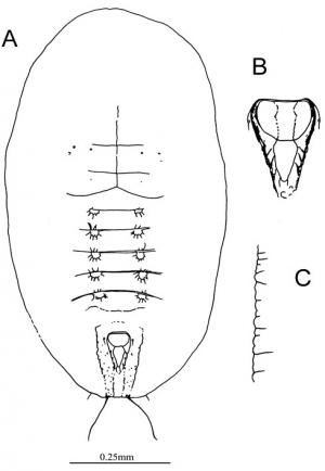 Bemisia formosana  Takahashi, 1933  蓬萊伯粉蝨