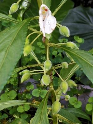 鳳仙花