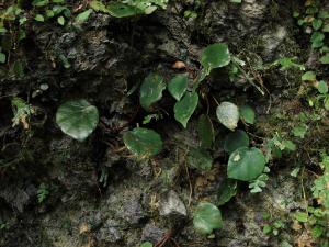 Begonia gueritziana Gibbs