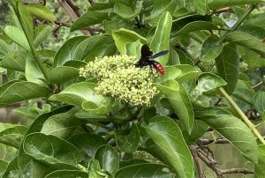 紅腹土蜂