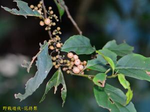 臺灣山桂花