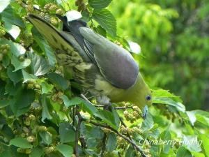 綠鳩(指名亞種)