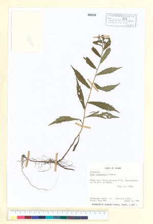 Aster taiwanensis Kitam._標本_BRCM 5280