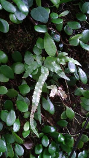 井欄邊草 (鳳尾蕨)