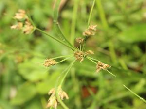 兩歧飄拂草 (棱穗飄拂草)