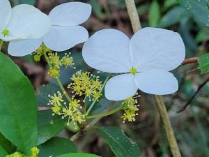 華八仙(華南分布)