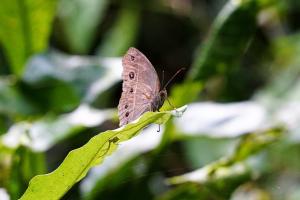 平頂眉眼蝶