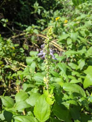 蘭嶼小鞘蕊花