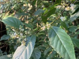 臺灣山桂花