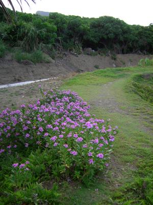 長春花