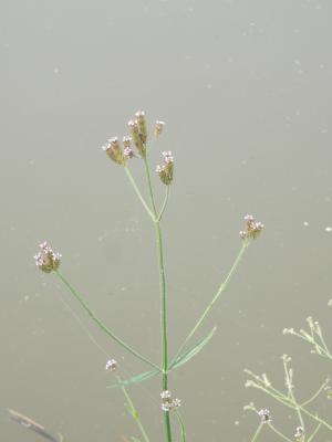 柳葉馬鞭草