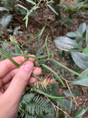 無刺伏牛花