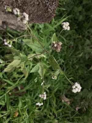 勝紅薊 (藿香薊)