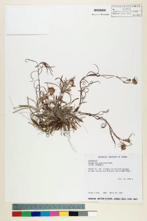Gnaphalium japonicum Thunb._標本_BRCM 5545