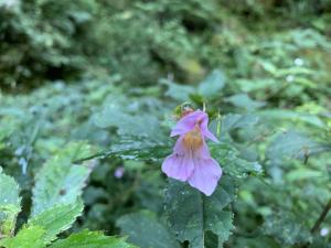 紫花鳳仙花