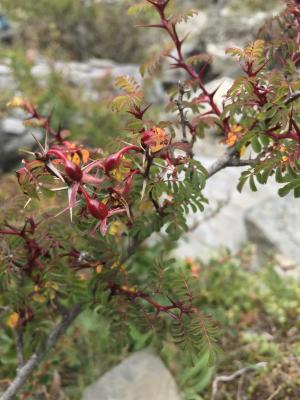 玉山野薔薇