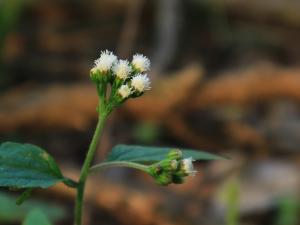 勝紅薊 (藿香薊)