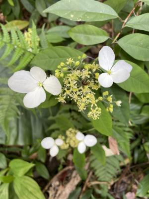 華八仙(華南分布)