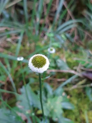 矮菊