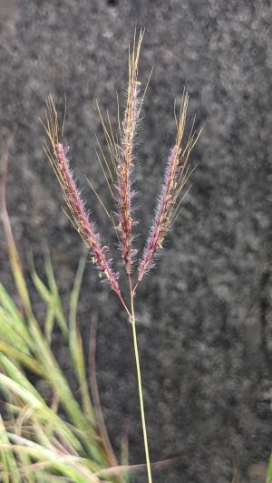 雙花草