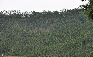檳榔林