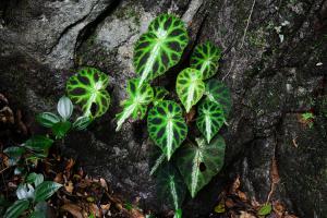 羅城秋海棠 (Begonia luochengensis S.M.Ku, C.I Peng & Yan Liu)