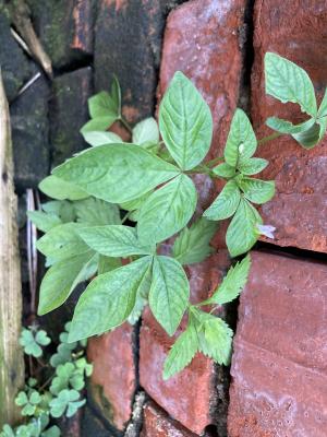 皺子白花菜