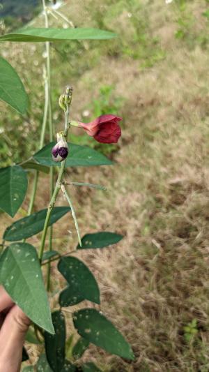 大翼豆 (長序菜豆)