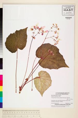 Begonia mindorensis標本_BRCM 2245