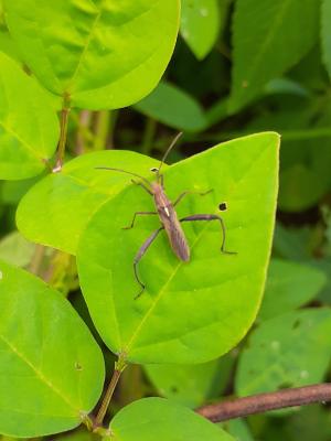 Melanacanthus ferrugineus