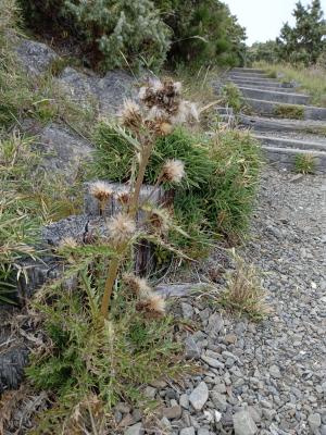 阿里山薊