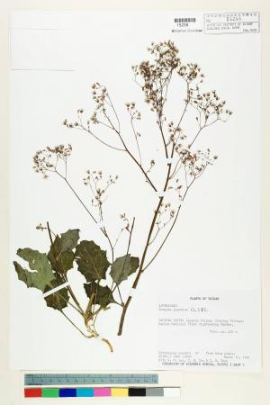 Youngia japonica (L.) DC._標本_BRCM 5509
