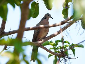 珠頸斑鳩