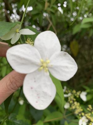 華八仙(華南分布)