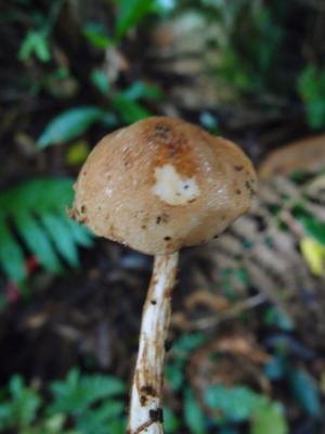 Austroboletus fusisporus(紡錘孢南牛肝菌)