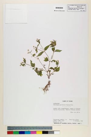 Galinsoga parviflora Cav._標本_BRCM 3719