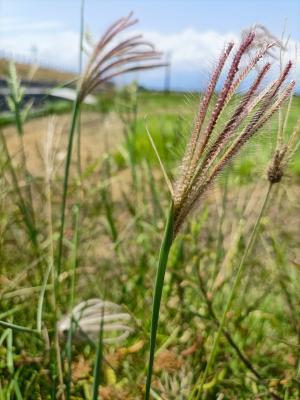 虎尾草、刺虎尾草、孟仁草